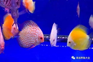 高顏值的觀賞魚，游在指尖的藝術品