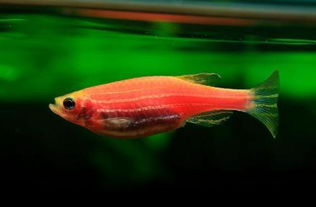新買觀賞魚不能馬上喂食 對它“狠一點”，才是保命之根本